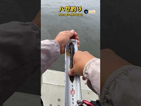 【ハゼ釣り】 ハゼ釣りでつかう竿  2023年10月8日⑤【ショート】 #shorts #fhising #ハゼ釣り