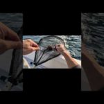 おじさんだって騒ぐ、ロックフィッシュ釣りに行ったのに違うの釣れて