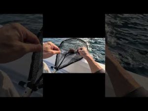 おじさんだって騒ぐ、ロックフィッシュ釣りに行ったのに違うの釣れて