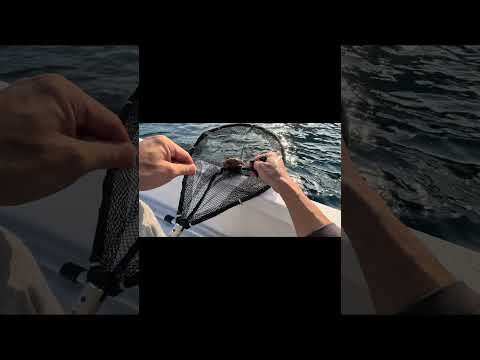 おじさんだって騒ぐ、ロックフィッシュ釣りに行ったのに違うの釣れて