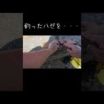 さっき釣ったハゼの天ぷら #ハゼ釣り #アジングロッド #釣りキャンプ  #ジグヘッド