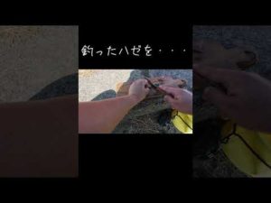 さっき釣ったハゼの天ぷら #ハゼ釣り #アジングロッド #釣りキャンプ  #ジグヘッド