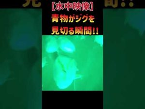 【水中映像】青物がジグを見切る瞬間 #釣り #jigging