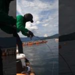 【衝撃】練り餌で釣りしてたら大物が掛かった･･･が！ #shorts #fishing