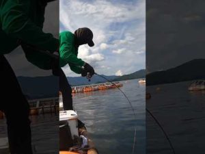 【衝撃】練り餌で釣りしてたら大物が掛かった･･･が！ #shorts #fishing