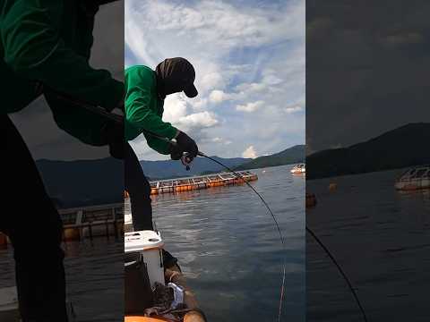 【衝撃】練り餌で釣りしてたら大物が掛かった･･･が！ #shorts #fishing