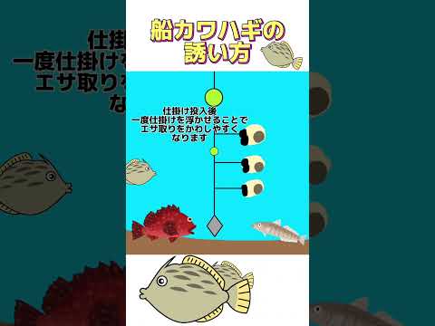 船カワハギの誘い方【ちょい宙】 #釣り #フィッシングマックス #カワハギ #カワハギ釣り