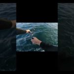 ブレード巻き巻きでハマチや #shorts #釣り #fishing