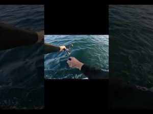 ブレード巻き巻きでハマチや #shorts #釣り #fishing