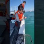 激闘の末に！　【船釣り】　#shorts