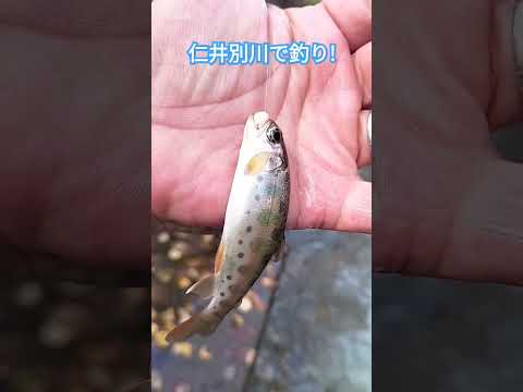 北広島の仁井別川で釣り!