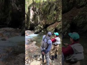 フライスクール・巻きの釣り方の巻２「ロールメンディング」特訓　#flyfishing #フライフィッシング #shorts #フライタイイング #rainbowtrout  #釣り