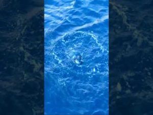 アテンダーⅢ鱗付け #fishing #釣り #磯釣り