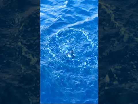 アテンダーⅢ鱗付け #fishing #釣り #磯釣り