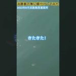 【淡路島】🐟にエサやり‼️ #淡路島釣り #淡路島翼港釣り #底辺youtuber #fishing #淡路島 #diy #淡水パール #twitter #淡路 #アウトドア