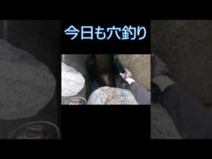 【穴釣り】今日も穴釣り！石鯛ワイヤーに珍しい大物が！？#shorts