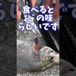 【寄生虫】初めてみたんだけど‥ #shorts #釣り #寄生虫 #海