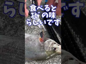 【寄生虫】初めてみたんだけど‥ #shorts #釣り #寄生虫 #海
