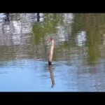 【日常】釣り中でもこういう会話しかしないよね