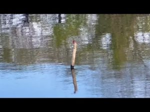 【日常】釣り中でもこういう会話しかしないよね
