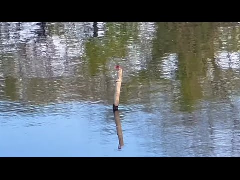 【日常】釣り中でもこういう会話しかしないよね