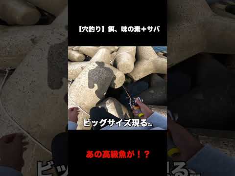 【穴釣り】まさかのデカ魚！？【餌、味の素＋サバ】#Shorts