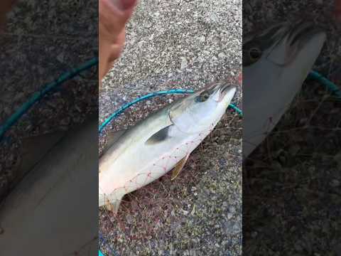 どんどん釣りに沼ってゆく笑　#青物 #泳がせ釣り #カンパチ ＃ぶり#釣り #ヤエン #アジング #イカ