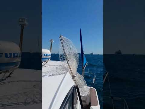 2023.10.22伊勢湾冲　ジギングゲーム　スタートフィッシング#shorts #海釣り #ルアー #青物