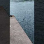 釣り人のアイドル？ #short #釣り