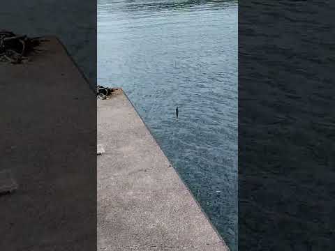 釣り人のアイドル？ #short #釣り