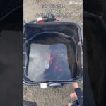 ハゼ釣り🎣141匹釣れたよ！2023.10.21 #shorts #ハゼ釣り #江戸川放水路 #江戸川