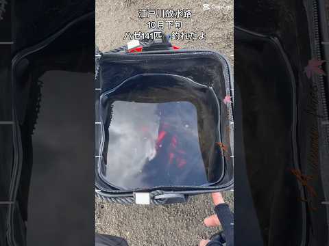 ハゼ釣り🎣141匹釣れたよ！2023.10.21 #shorts #ハゼ釣り #江戸川放水路 #江戸川