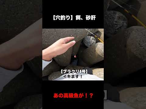 穴釣り最強の匂わないエサ【餌、砂肝】#Shorts