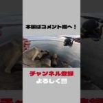 【青物】ナブラが発生する瞬間 #fishing #fishingvideo #釣り