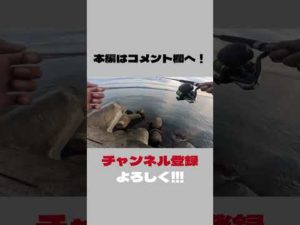 【青物】ナブラが発生する瞬間 #fishing #fishingvideo #釣り