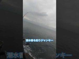 お魚パラダイスの島#fourxone #釣り #魚釣り#見島#釣り#アウトドア