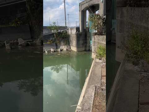 徳島県鳴門市 旧吉野川 バス釣り ブラックバス 釣り場 #shorts