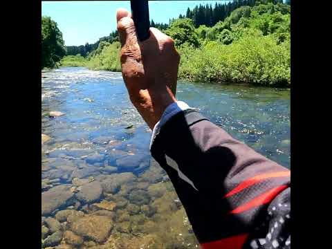 鮎釣り 夏の思い出   ヘチのきわっきわ柳の下 良型 米代川支流令和５年8月上旬  #鮎釣り