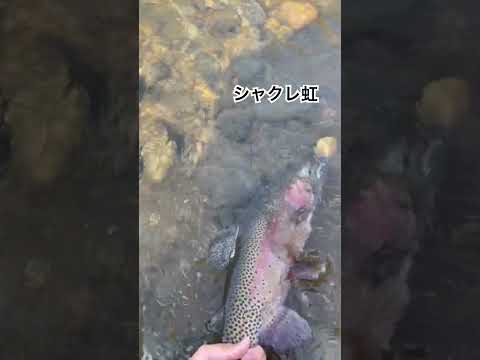 虹鱒。#fishing #渓流釣り #ルアー釣り #troutfishing #rainbowtrout