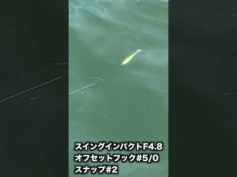 スイングインパクトファット4.8の泳ぎ【バス釣り】