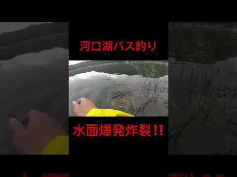 10月8日河口湖バス釣り#河口湖#バス釣り#バスフィッシング#バス釣り好きと繋がりたい#釣り好きと繋がりたい#釣り
