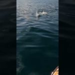 トップなら最強のルアーはこれだ！#釣り #fishing #tacklehouse  #feedpopper150 #タックルハウス #フィードポッパー