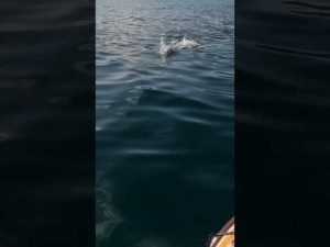 トップなら最強のルアーはこれだ!#釣り #fishing #tacklehouse #feedpopper150 #タックルハウス #フィードポッパー