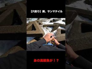激荒れの穴釣り【餌、サンマテイル】#Shorts