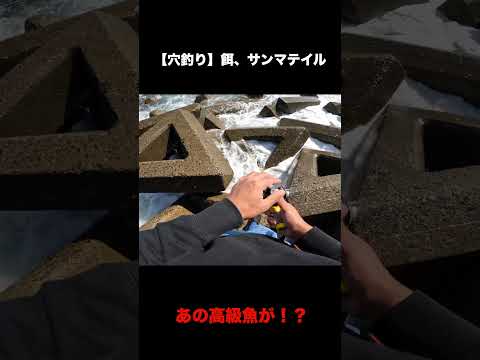 激荒れの穴釣り【餌、サンマテイル】#Shorts