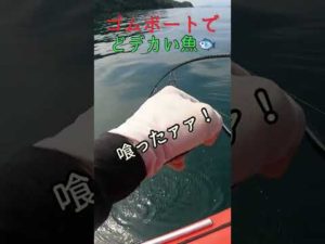 ゴムボート釣りでどデカい魚⤴️