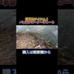 磯フカセ釣りの釣果を上げるアイテム登場！ #釣り #磯遊 #fishing #グレ釣り #遠投的技釣師団 #磯#shortvideo #フカセ釣り #shorts #バッカンコーナープレート