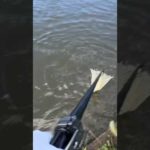 【五三川 バス釣り】タモ入れのタイミング 水位が低いため無理して抜き上げると嫌な事が起きそうなのでスピニングの場合は確実に取ります。 #bassfishing #fishing #bass #五三川