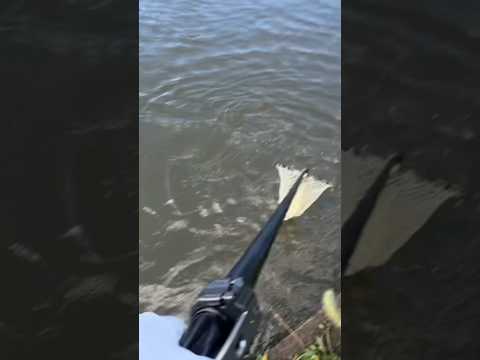 【五三川 バス釣り】タモ入れのタイミング 水位が低いため無理して抜き上げると嫌な事が起きそうなのでスピニングの場合は確実に取ります。 #bassfishing #fishing #bass #五三川