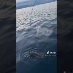 函館ヒラメ釣り#Shorts